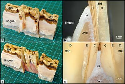 The Equine Gingiva: A Histological Evaluation